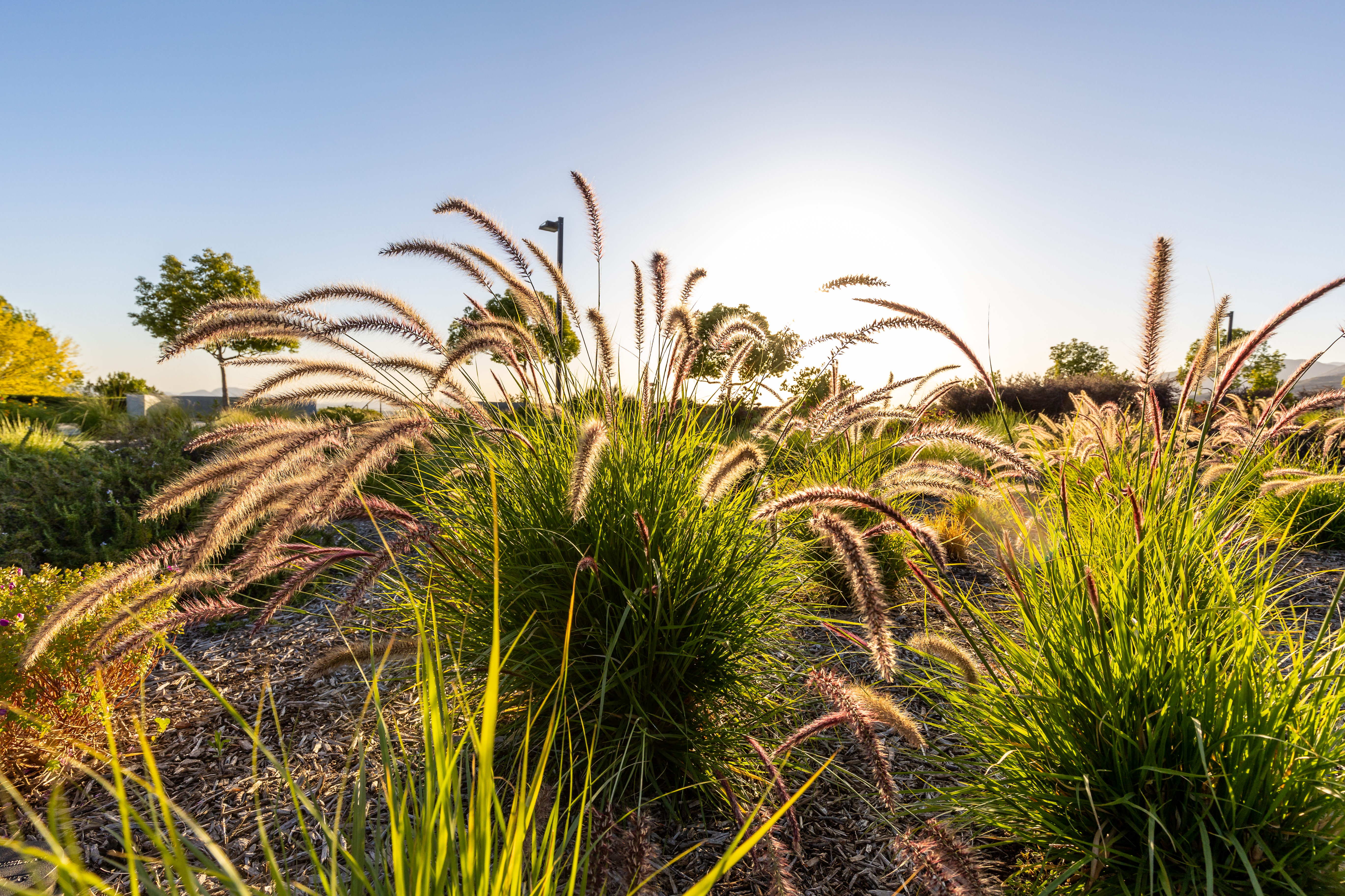 Drought tolerant landscaping.